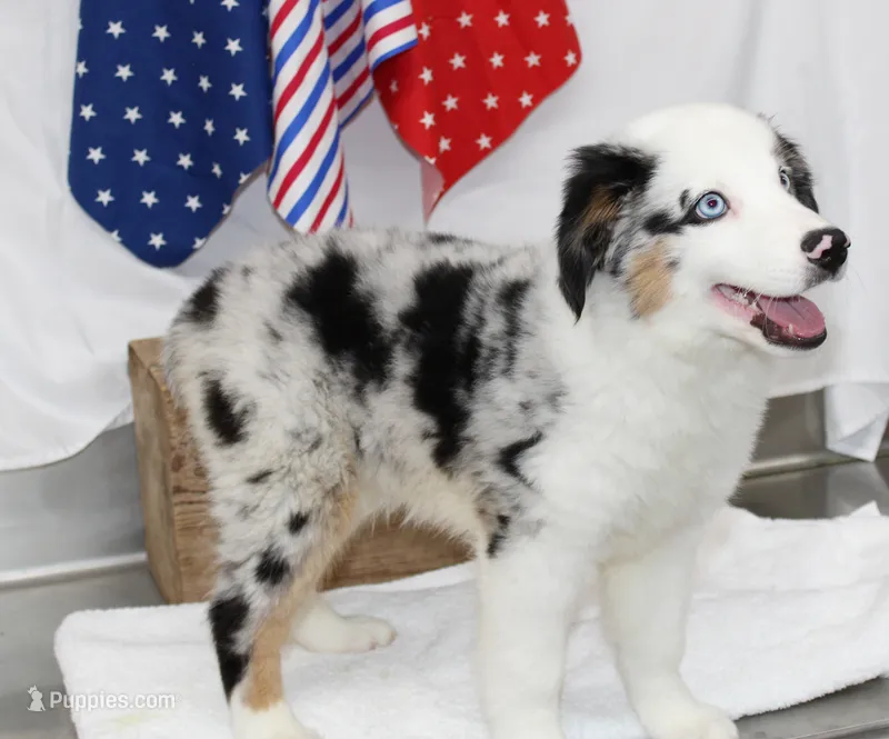 CORY-MINI AUSSIE  ASDR – Miniature Australian Shepherd puppy for sale in Bells, TX