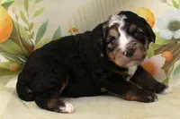 SNICKER-BLUE EYES, a female Miniature Aussiedoodle for sale in Bells, TX – Photo 2 of 4