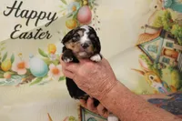 SNICKER-BLUE EYES, a female Miniature Aussiedoodle for sale in Bells, TX – Photo 4 of 4