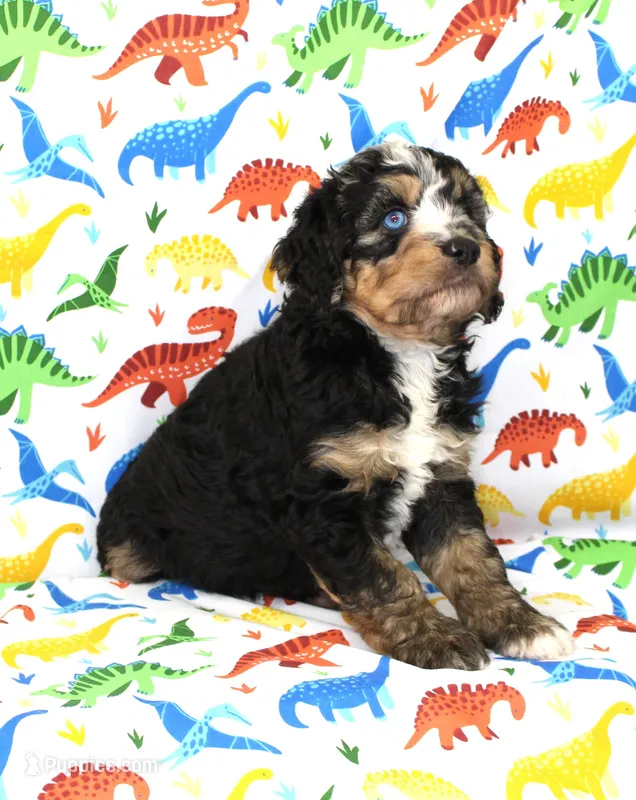 SNICKER-BLUE EYES – Miniature Aussiedoodle puppy for sale in Bells, TX
