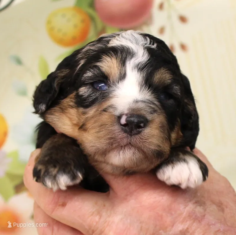 SNICKER-BLUE EYES – Miniature Aussiedoodle puppy for sale in Bells, TX