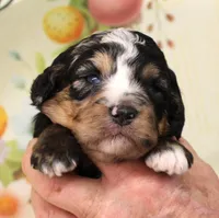 SNICKER-BLUE EYES, a female Miniature Aussiedoodle for sale in Bells, TX – Photo 1 of 4