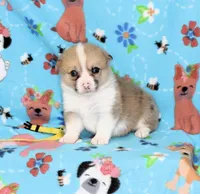 SPARKLER-BLUE EYES, a female Pembroke Welsh Corgi for sale in Bells, TX – 2 of 4
