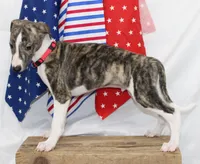 TRACE-AKC, a male Whippet for sale in Bells, TX – 6 of 10