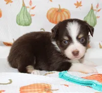 TOY AUSSIE WINNIE LOU-ASDR, a male Toy Australian Shepherd for sale in Bells, TX – 3 of 5