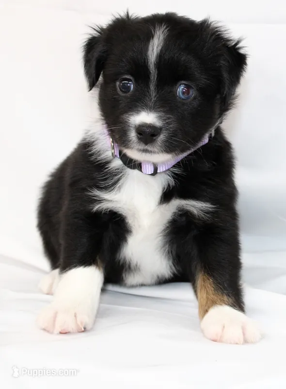CASIE-MINI AUSSIE  ASDR – Miniature Australian Shepherd puppy for sale in Bells, TX