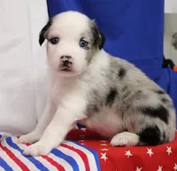 CORY-MINI AUSSIE  ASDR, a female Miniature Australian Shepherd for sale in Bells, TX – 3 of 4