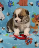 ROCKET, a male Pembroke Welsh Corgi for sale in Bells, TX – 4 of 4
