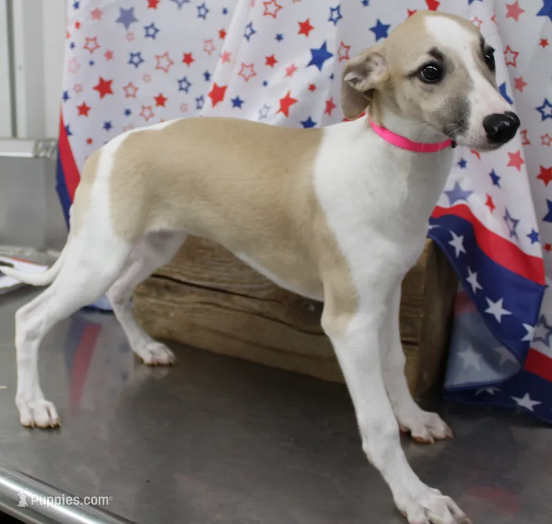 ALLY-AKC – Whippet puppy for sale in Bells, TX