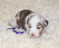 DOTTIE-ASDR BLUE EYES, a female Miniature Australian Shepherd and Toy Australian Shepherd for sale in Bells, TX – 3 of 5