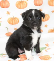 TOY AUSSIE JOSIE PEARL-ASDR, a male Toy Australian Shepherd for sale in Bells, TX – 1 of 5