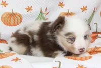 TOY ROWDY-ASDR BLUE EYES, a male Miniature Australian Shepherd and Toy Australian Shepherd for sale in Bells, TX – 2 of 10