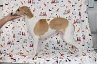 GRAHAM-WHIPPET AKC, a male Whippet for sale in Bells, TX – 2 of 9