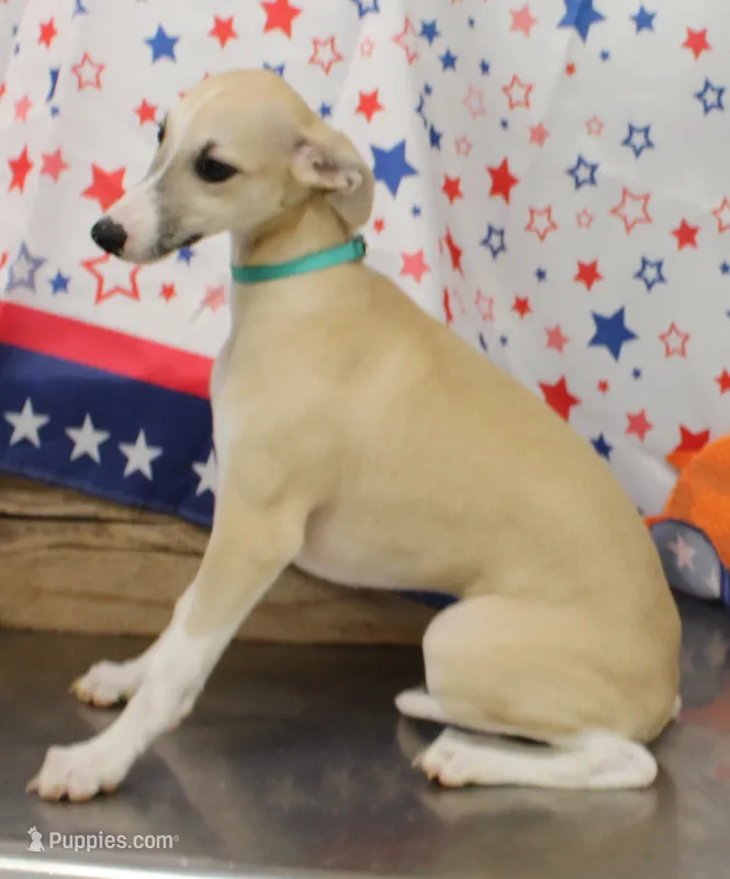 MISSOURI-AKC – Whippet puppy for sale in Bells, TX