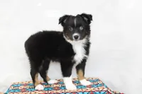 CASIE-MINI AUSSIE  ASDR, a female Miniature Australian Shepherd for sale in Bells, TX – 3 of 9