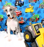 RORY-AKC, a male Whippet for sale in Bells, TX – 3 of 9