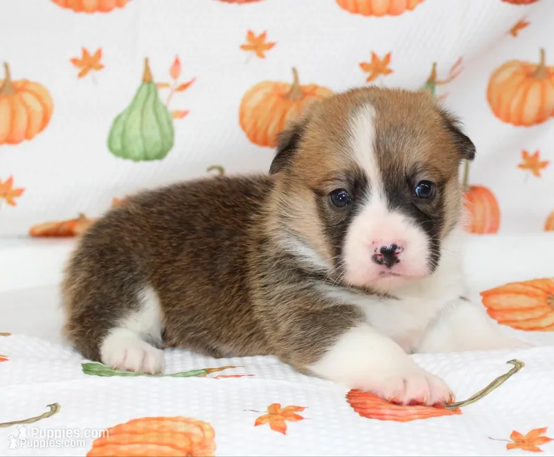 TESSIE – Pembroke Welsh Corgi puppy for sale in Bells, TX