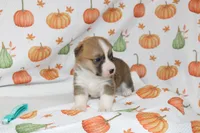 BONNIE, a female Pembroke Welsh Corgi for sale in Bells, TX – 5 of 5
