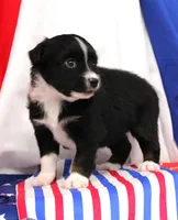 CASIE-MINI AUSSIE  ASDR, a female Miniature Australian Shepherd for sale in Bells, TX – 2 of 4
