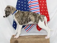 CHASE-AKC, a male Whippet for sale in Bells, TX – 10 of 10
