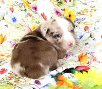 RANGER-ASDR, a male Toy Australian Shepherd for sale in Bells, TX – Photo 3 of 6