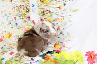 RANGER-ASDR, a male Toy Australian Shepherd for sale in Bells, TX – Photo 5 of 6