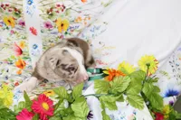 RANGER-ASDR, a male Toy Australian Shepherd for sale in Bells, TX – Photo 6 of 6