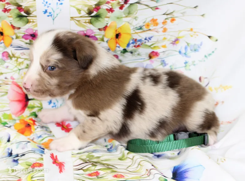 RANGER-ASDR – Toy Australian Shepherd puppy for sale in Bells, TX