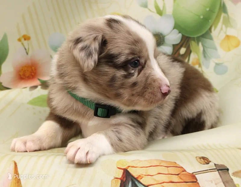 RANGER-ASDR – Toy Australian Shepherd puppy for sale in Bells, TX