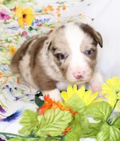 RANGER-ASDR, a male Toy Australian Shepherd for sale in Bells, TX – Photo 2 of 6