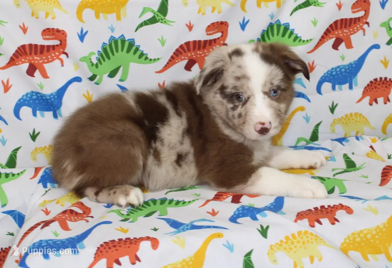 RANGER-ASDR – Toy Australian Shepherd puppy for sale in Bells, TX