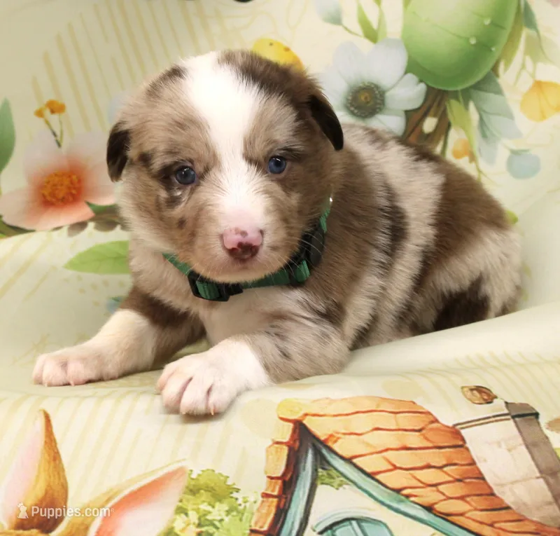 RANGER-ASDR – Toy Australian Shepherd puppy for sale in Bells, TX