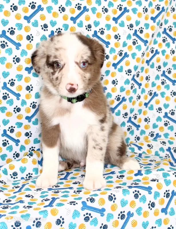 RANGER-ASDR – Toy Australian Shepherd puppy for sale in Bells, TX