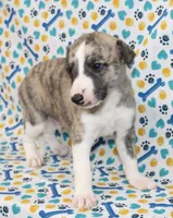 RORY-AKC, a female Whippet for sale in Bells, TX – 4 of 5