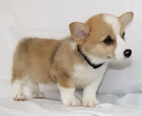 JULY-BLUE EYES , a male Pembroke Welsh Corgi for sale in Bells, TX – 6 of 10