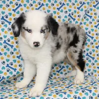 CORY-MINI AUSSIE  ASDR, a male Miniature Australian Shepherd for sale in Bells, TX – 7 of 9