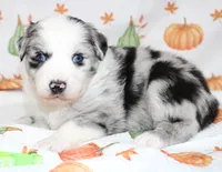 TOY AUSSIE RYDER CASH-ASDR, a male Toy Australian Shepherd for sale in Bells, TX – 5 of 6
