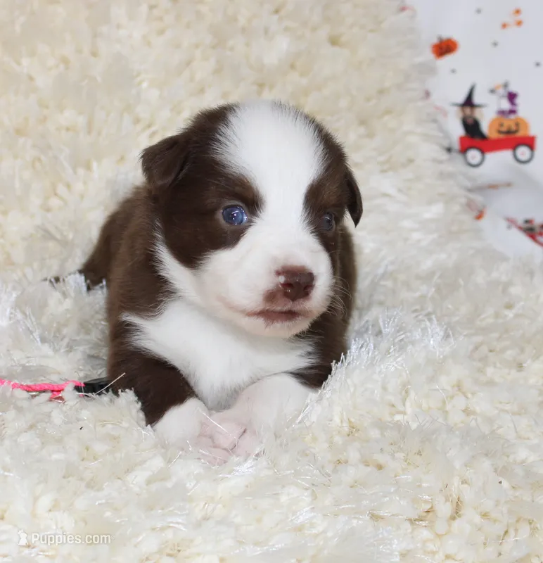 PIPER-ASDR BLUE EYES – Miniature Australian Shepherd, Toy Australian Shepherd puppy for sale in Bells, TX