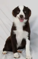 BOONE-TOY ASDR VACCINATIONS COMPLETE, a male Toy Australian Shepherd for sale in Bells, TX – 4 of 8