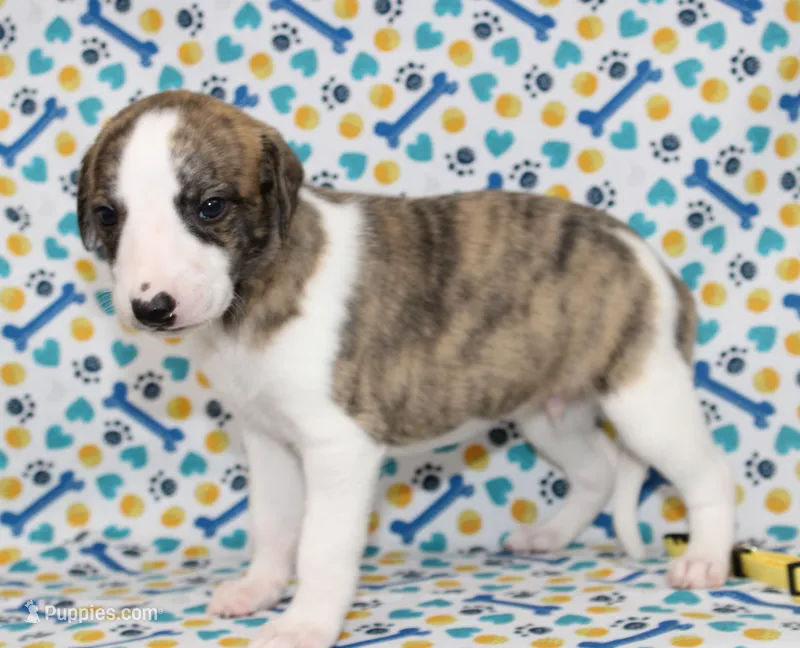 ZUKE-AKC – Whippet puppy for sale in Bells, TX