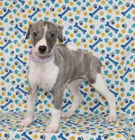 MAISIE-AKC BLUE BRINDLE BLUE EYES, a female Whippet for sale in Bells, TX – 5 of 7