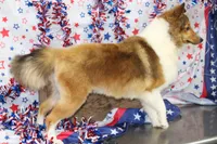 STEELHORSES HOLIGAN HANNA-AKC, a female Shetland Sheepdog for sale in Bells, TX – 6 of 6