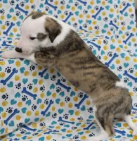 ZORY-AKC, a female Whippet for sale in Bells, TX – 2 of 5