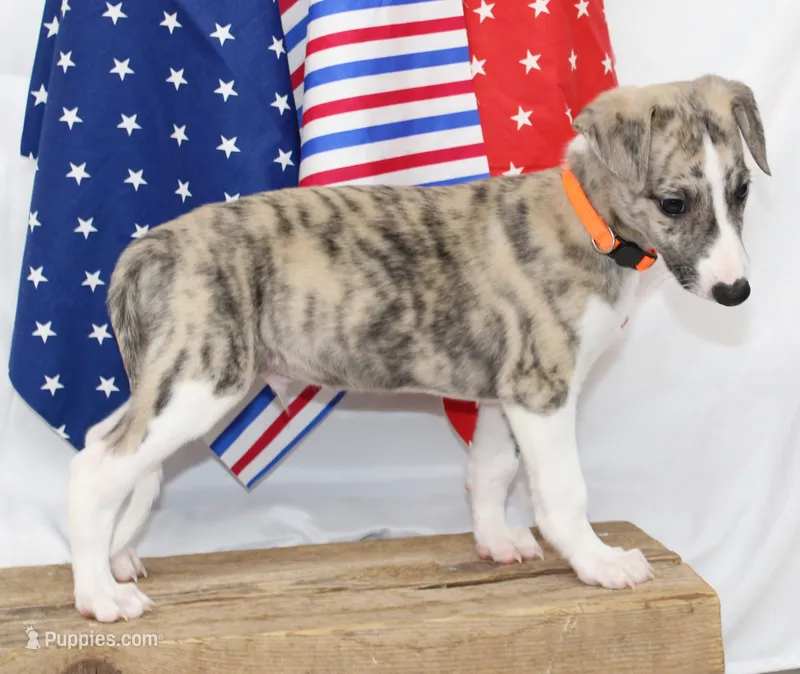 RORY-AKC – Whippet puppy for sale in Bells, TX