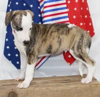 ZORY-AKC, a male Whippet for sale in Bells, TX – 9 of 10