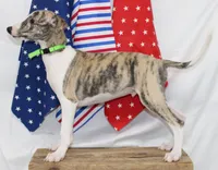 ACE-AKC, a male Whippet for sale in Bells, TX – 7 of 10