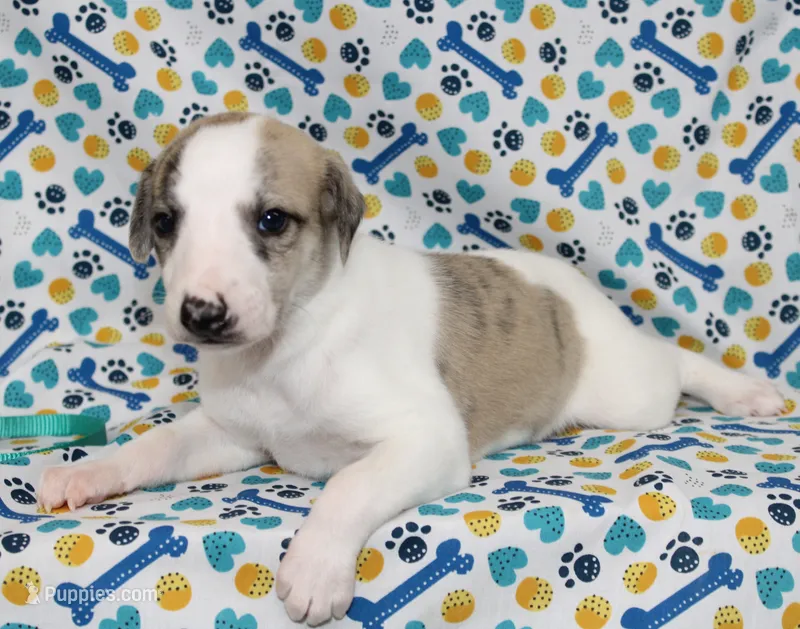 LORI-AKC – Whippet puppy for sale in Bells, TX