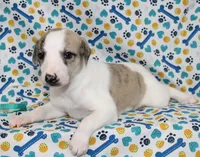 LORI-AKC, a female Whippet for sale in Bells, TX – 1 of 7