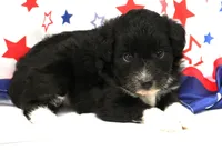 ELLA-TOY AUSSIEDOODLE, a female Poodle - Toy  and Toy Australian Shepherd for sale in Bells, TX – 3 of 4