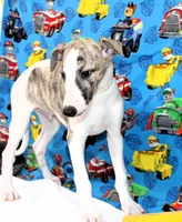 JACE-AKC, a male Whippet for sale in Bells, TX – 4 of 9